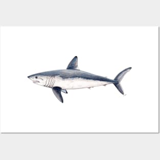 Porbeagle shark Posters and Art